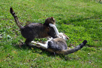 Two cats fighting in the grass