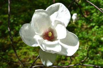 White magnolia flower - 787427092