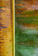 Tropical palm leaf frond with veins texture