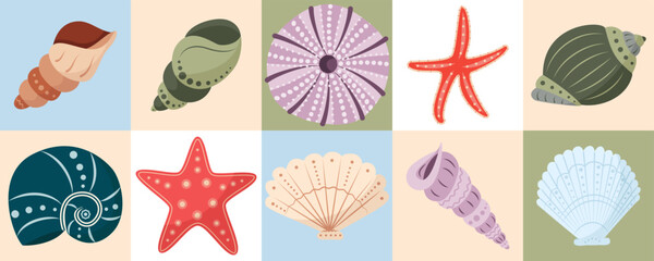 Set of colorful shells. Beautiful Rapana seashells, Starfish, round shell of urchin. Marine life, ocean mollusks