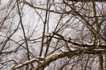 This cute little bird is sitting on this brown branch in the woods. The pretty colors of this bird stand out with his orange and white belly. Snow sits on the bare limbs showing winter.