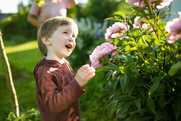 Cute little boy admiring beautiful pink peony flowers blossoming in the garden on summer evening.