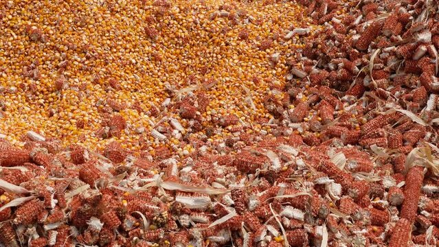 Machine-milled corn kernels and husks after shelling.