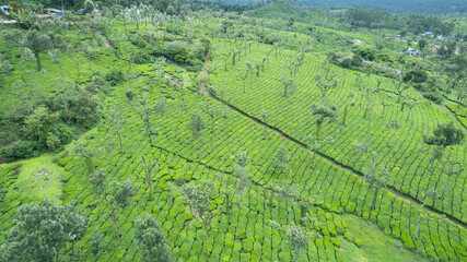 Munnar is the most beautiful tea garden in Kerala 