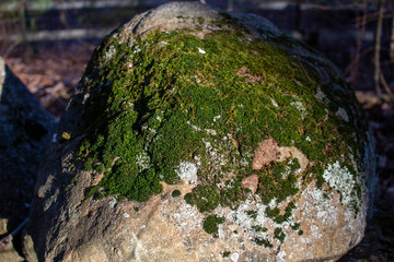 mossy rock