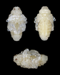 Developmental stage pupal, pupa of cabbage stem weevil called also cabbage seedstalk curculio, Ceutorhynchus pallidactylus (synonym quadridens). © Tomasz