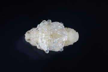 Developmental stage pupal, pupa of cabbage stem weevil called also cabbage seedstalk curculio, Ceutorhynchus pallidactylus (synonym quadridens). © Tomasz