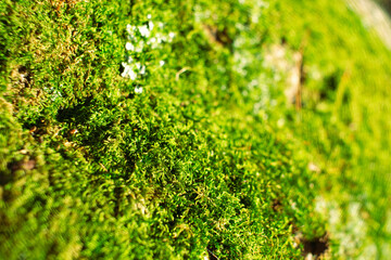 vibrant green moss