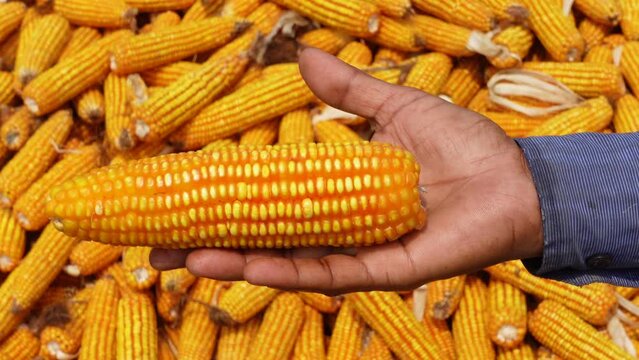 A golden shucked corn cobs in a hand palm.
