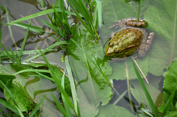 Edible frog in pond habitat - 787433216