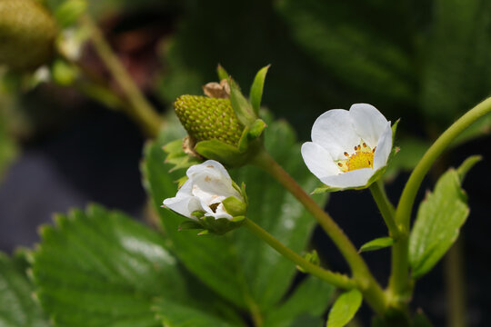 White Flower On Flowering Strawberry Plant (Fragaria x ananassa)