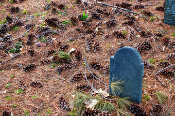 stone gravemarker in pinecones and pine needles