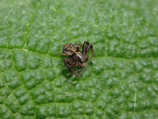 The common crab spider (Xysticus cristatus), male eating its prey