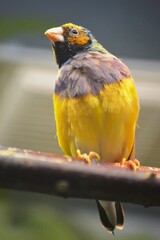 yellow and red parrot