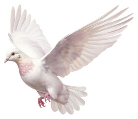 PNG  Peace dove animal pigeon white. 