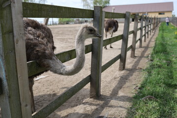 A young ostrich is poking its head out of the paddock on an ostrich farm in Yasnohorodka, Ukraine.