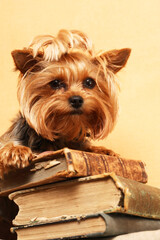 The Librarian Dog