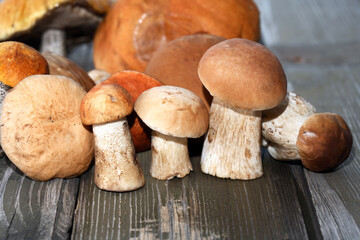 Mushrooms On Wood