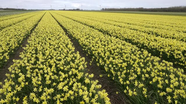 flower nursery in the Netherlands in spring
