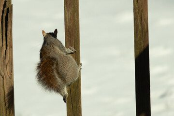 This cute little gray squirrel was clinging onto the wooden plank of the deck. His bushy tale...