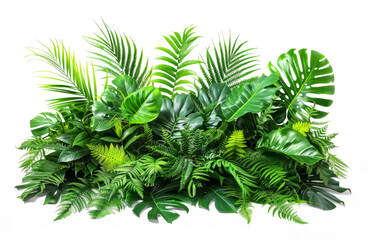 A lush green plant with many leaves and a variety of sizes, isolated from the white or transparent background