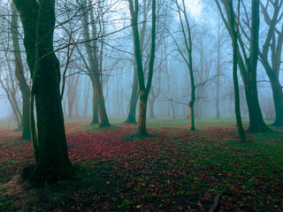 Strange autumn forest in a mysterious fog. Mystical landscape. Fairytale misty woods in the morning.