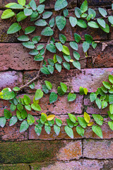 Brick wall with crawling vines backdrop