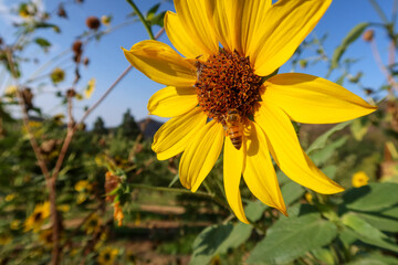 A Bee Pollinating a Sunflower