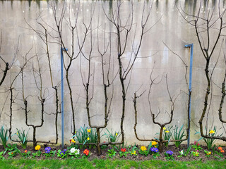 A pruned and manicured trees with parallel vertical branches against the background of an wall. The...