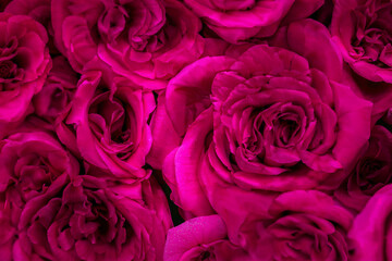 Bouquet of fuchsia roses, flowers close-up background
