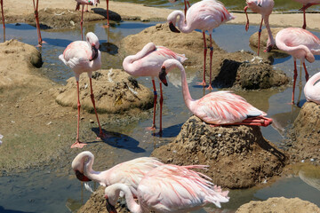 Pink Flamingos Tending their Mud Nests