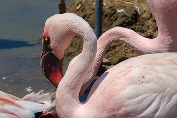 Pink Flamingos Tending their Mud Nests