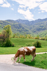 Fototapeta na wymiar Cow grazes by the side of a country road in a mountain valley