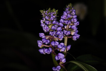 Gengibre azul ou Dichorisandra thyrsiflora. Flor	
