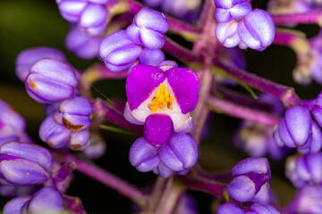 Gengibre azul ou Dichorisandra thyrsiflora. Flor	
