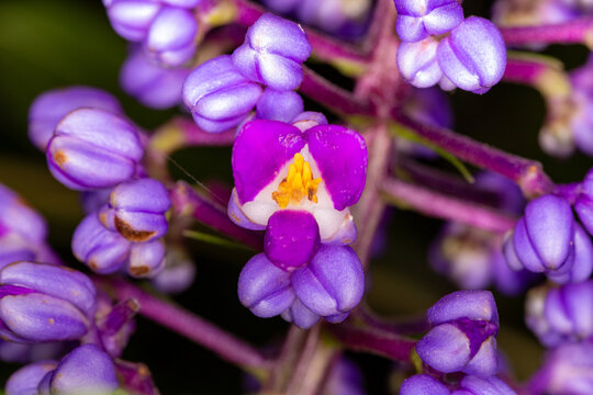 Gengibre azul ou Dichorisandra thyrsiflora. Flor	
