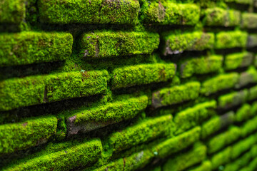 green moss on the wall