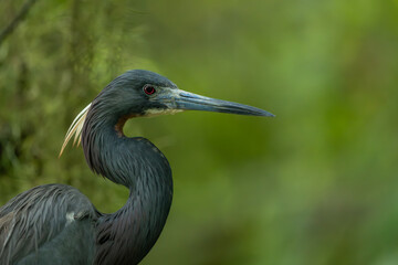 Close-up of Tricolored Heron with mating plumage