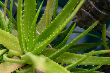 aloe vera plant