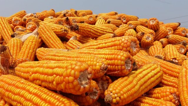 Harvested stacked corncobs. Heaps of golden corn harvested in a field on a sunny day. 