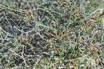 texture green salsola plant on the ground, natural wild glasswort leaf
