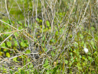 grass on the ground, dragonfly on dry leaf