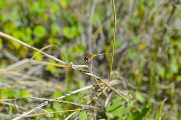 dragonfly resting on a leaf, wildlife animal forest grass