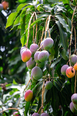 Pé de manga com frutos. Mangueira.	
