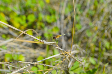 close up wild insect diplacodes nebulosa dragonfly on a branch