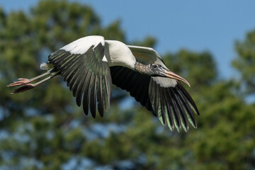 Wood stork