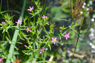centaurium tenuiflorum herbaceous plant flowers in spring, nature outdoor background wallpaper