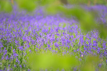Obraz premium Atlantisches Hasenglöckchen Hyacinthoides non-scripta