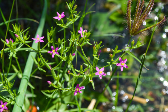 Close up of flowers in the forest, nature centaurium tenuiflorum flora small pink plant