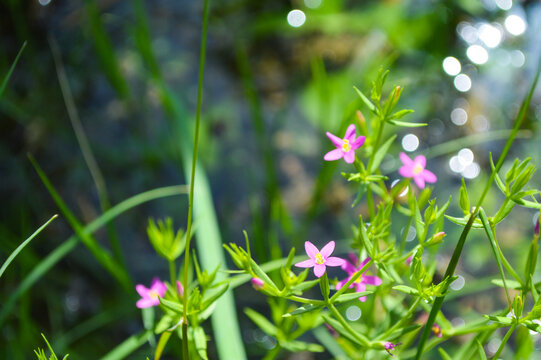 flowers in the forest, nature centaurium tenuiflorum flora small pink plant